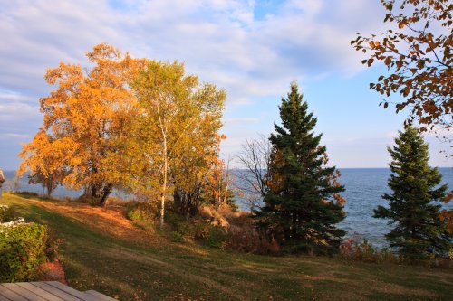 Trees on Lake Superior